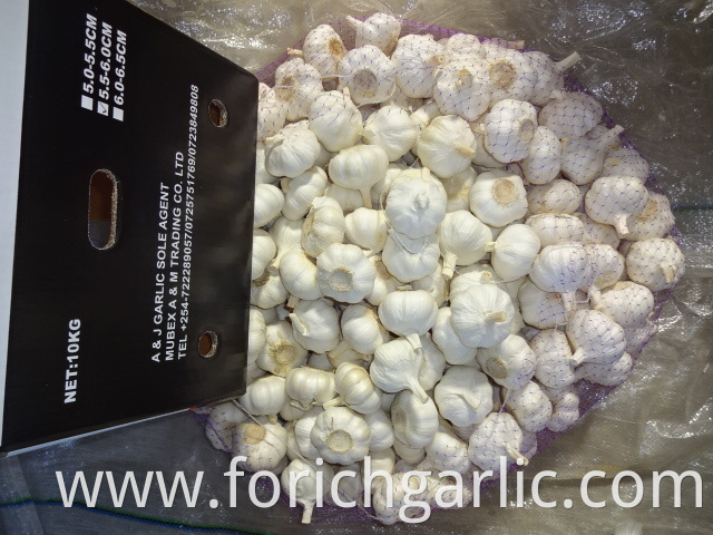 Fresh Pure White Garlic 2019